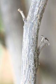              Second - third year twig (Riverside, CA)       