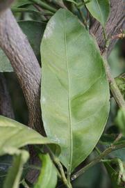              Unifoliolate leaf (Riverside, CA)       
