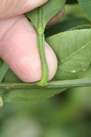              Petiole (Riverside, CA)       
