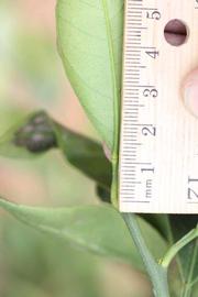              Unifoliolate leaf (Riverside, CA)       