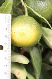            Immature fruit (Riverside, CA)   