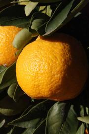            Fruit (Riverside, CA)   