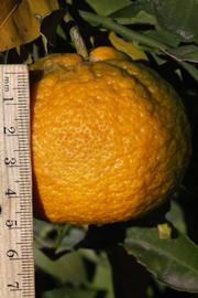            Fruit (Riverside, CA)   
