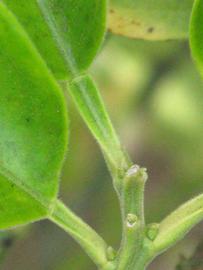              Petiole (Riverside, CA)       