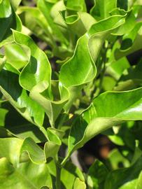              Sun leaves (Riverside, CA)       