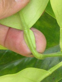              Petiole (Riverside, CA)       