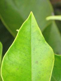              Margin (Riverside, CA)       