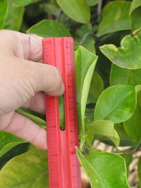              Unifoliolate leaf (Riverside, CA)       