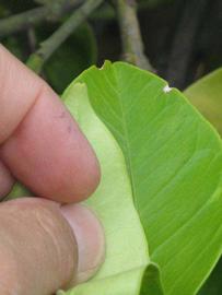              Margin (Riverside, CA)       