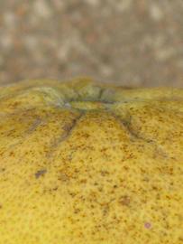            Fruit (Riverside, CA)   