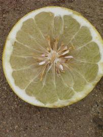              Fruit cross-section of  Citrus maxima         (Siamese Sweet, Riverside, CA)       