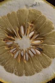                Fruit cross-section (Siamese, Riverside,   CA)       