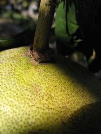                Fruit (Siamese, Winter Haven, FL)       