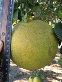                Fruit (Siamese, Winter Haven, FL)       