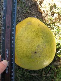                Fruit (Siamese, Winter Haven, FL)       