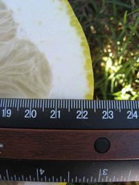                Fruit cross-section (Siamese, Winter Haven,   FL)       