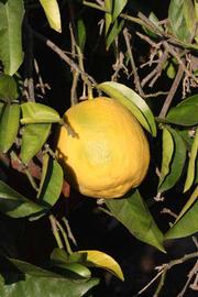                Fruit (Siamese, Riverside, CA)       