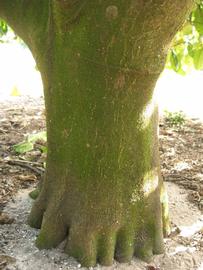              Bark (Winter Haven, FL)       