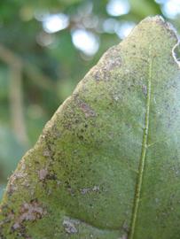              Margin (Winter Haven, FL)       