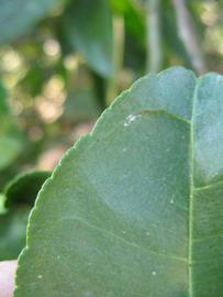              Margin (Winter Haven, FL)       