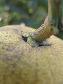            Fruit (Winter Haven, FL)   