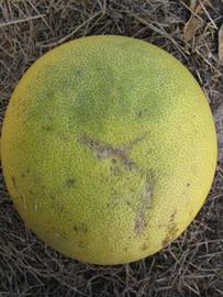            Fruit (Winter Haven, FL)   