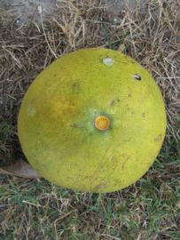            Fruit (Winter Haven, FL)   