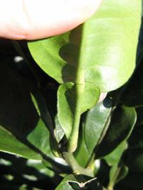              Petiole (Winter Haven, FL)       