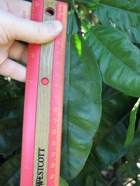              Unifoliolate leaf (Winter Haven, FL)       