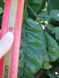              Unifoliolate leaf (Winter Haven, FL)       