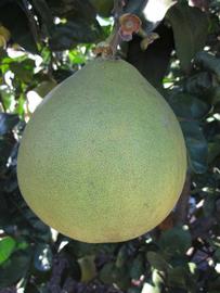            Fruit (Winter Haven, FL)   