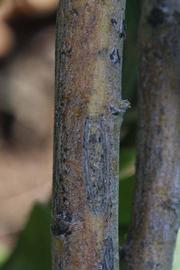              Second - third year twig (Riverside, CA)       