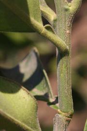            First year twig (Riverside, CA)   