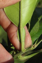              Petiole (Riverside, CA)       