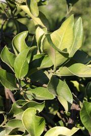              Sun leaves (Riverside, CA)       