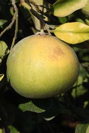            Fruit (Riverside, CA)   