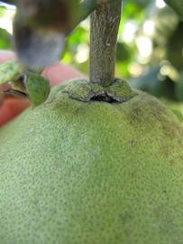            Fruit (Winter Haven, FL)   