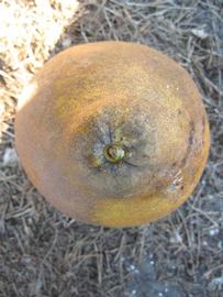            Fruit (Winter Haven, FL)   