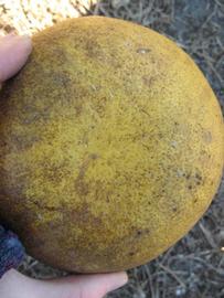            Fruit (Winter Haven, FL)   