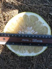            Fruit cross-section (Winter Haven, FL)   