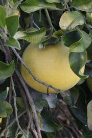            Fruit (Riverside, CA)   