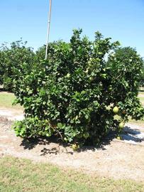            Habit (Winter Haven, FL)   
