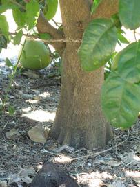            Bark (Winter Haven, FL)      