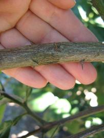              Second - third year twig (Winter Haven, FL)       