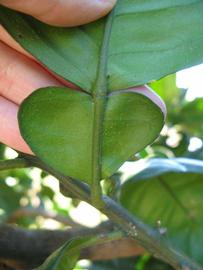              Petiole (Winter Haven, FL)       