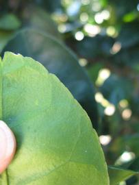              Margin (Winter Haven, FL)       