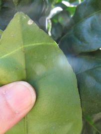              Margin (Winter Haven, FL)       