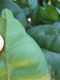              Margin (Winter Haven, FL)       