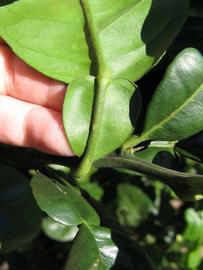              Petiole (Winter Haven, FL)       