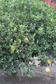            Habit (Riverside, CA)   